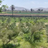 پاجوش مجول و نَر غنامی سفید