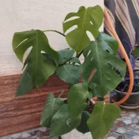 گل خانگی|گل و گیاه طبیعی|میاندوآب, |دیوار