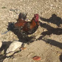 فروش تعدادی خروس محلی