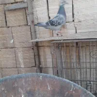 کبوتر گرفتنی پلاکی ماده معاوضه با کفتر معمولی|پرنده|قم, ولیعصر|دیوار