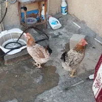مرغ عربی تخم گذار