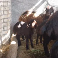 میش و بره جوان