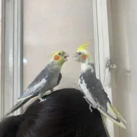 عروس هلندی جفت صحیح و سالم|پرنده|تهران, کیانشهر|دیوار