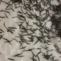 زالو طبی استریل مشهد