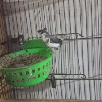 فنچ بنگالی جفت کاکلی|پرنده|تهران, بازار|دیوار