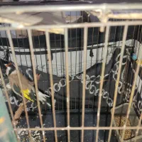 قناری نر وسقا|پرنده|کرمان, |دیوار