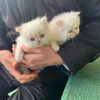 گربه پرشین|گربه|شیراز, آزادی|دیوار