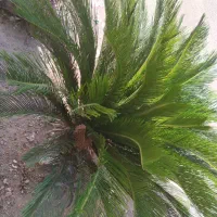 سیکاس