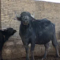 گاومیش زیرش نر وآبستن ۵ ماه