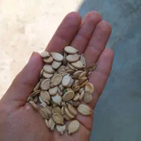 بذر تخمه هندوانه