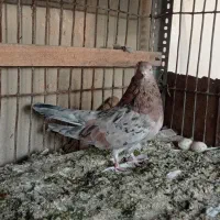 ماده سرور|پرنده|اشکذر, |دیوار