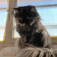 گربه نژاد اسکاتیش و پرشین|گربه|فردوس (خراسان), |دیوار