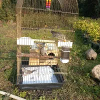 عروس هلندی|پرنده|تنکابن, |دیوار