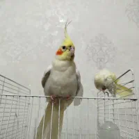 یک جفت عروس هلندی شاداب