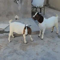 سلام ودرود برشما همراهان همیشگی|حیوانات مزرعه|بندر کنگان, |دیوار