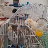 عروس هلندی