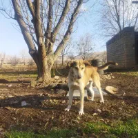 سگ پژدر نر گمشده|سگ|صحنه, |دیوار