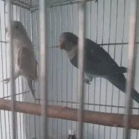 راهب آبی و ابرو بادی