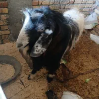 ساورین|حیوانات مزرعه|هلیلان, |دیوار