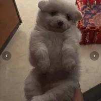 گمشده|حیوانات|قرچک, مهدیه|دیوار