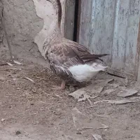 سم کک کنه