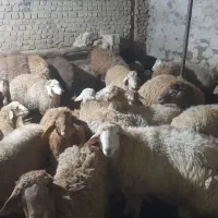 گوسفند زنده