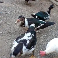 اردک اسرائیلی
