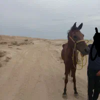 اسب|اسب و تجهیزات اسب‌سواری|اهواز, کارون|دیوار
