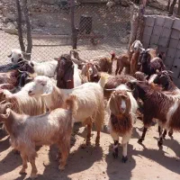 بز ذات دار داشتی|حیوانات مزرعه|مارگون, |دیوار