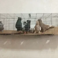 کفتر سینه کله