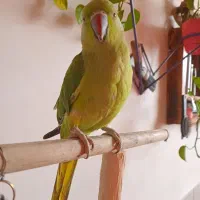 طوطی ملنگو|پرنده|تربت‌حیدریه, بالا ولایت|دیوار