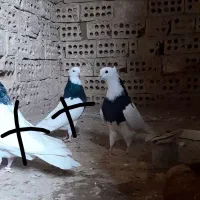 طوقی نر سیاه واکسی قلدر