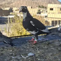 مینا سیا نر زدخوردی