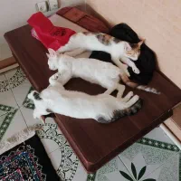 واگذاری رایگان سه عدد گربه دوتا ماده یک عدد نر