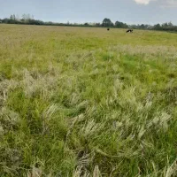 زمین سند دار شالیزار در رشت