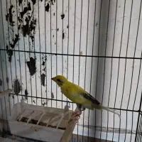 ۲جفت قناری یسرجیبر سوقدیم|پرنده|قزوین, |دیوار