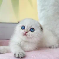گربه چینچیلاهای لوکس و ناز