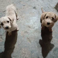 سگهای شیتزو توله ۵ماه|سگ|کلاله, |دیوار