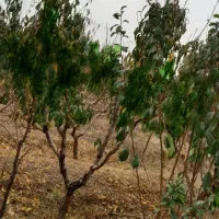 باغچه بر جاده