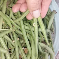 لوبیا سبز اعلاء