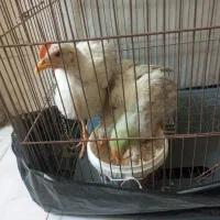 جوجه