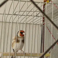 سهره چهار گل خطی|پرنده|اصفهان, ارغوانیه|دیوار