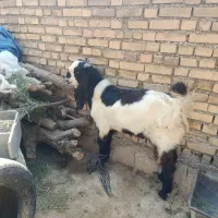 بیگ تخمی درج یک