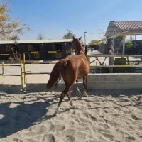 اسب مادیان|اسب و تجهیزات اسبسواری|رباطکریم, پیغمبر|دیوار