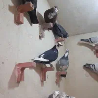 کفتر سوراخ|پرنده|کرمان, |دیوار