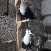 نرماده کلاغ دزفول