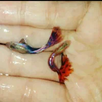 ماهی گوپی تنوع رنگ|ماهی|کوچصفهان, |دیوار