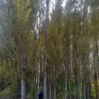 تـضمیــن عملکرد با نـهــال پیـوندی مقـاوم|خدمات باغبانی و درختکاری|سبزوار, قدس|دیوار