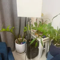 اباژور ایکیا