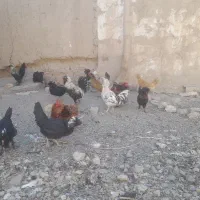 مرغ وخروس تزیئینی|حیوانات مزرعه|تربتحیدریه, طالقانی|دیوار